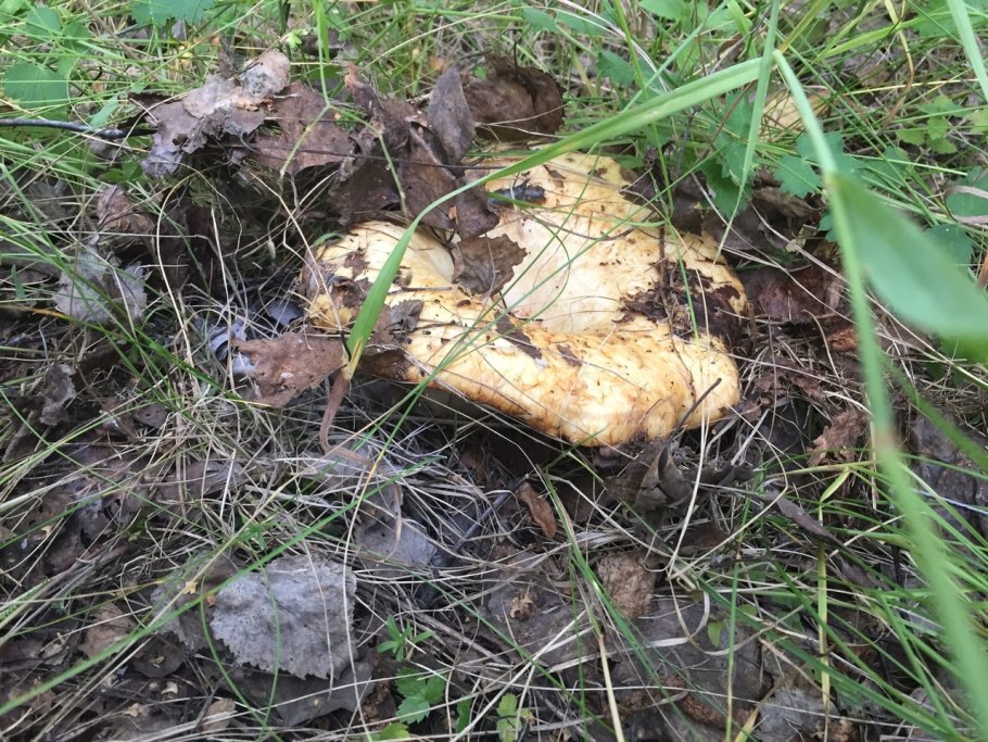 Грибные места в Омске