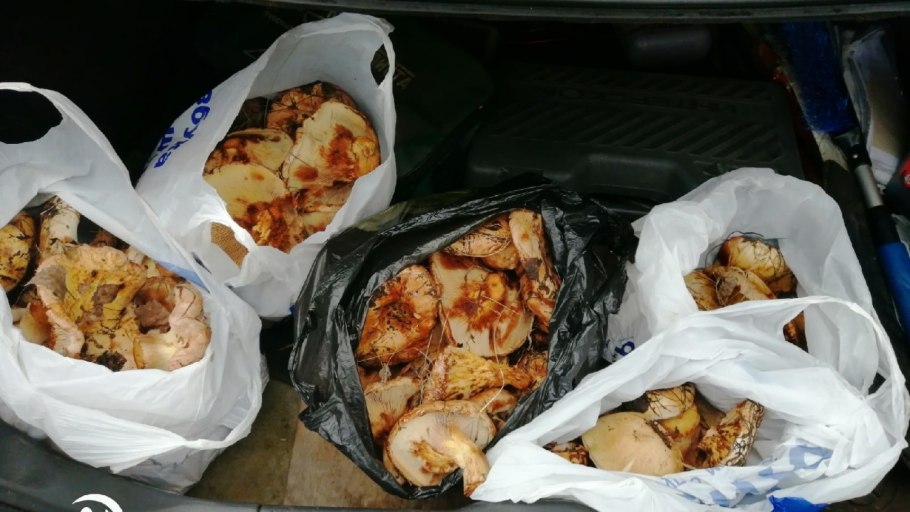 Полный багажник грибов ВАЗ 2114