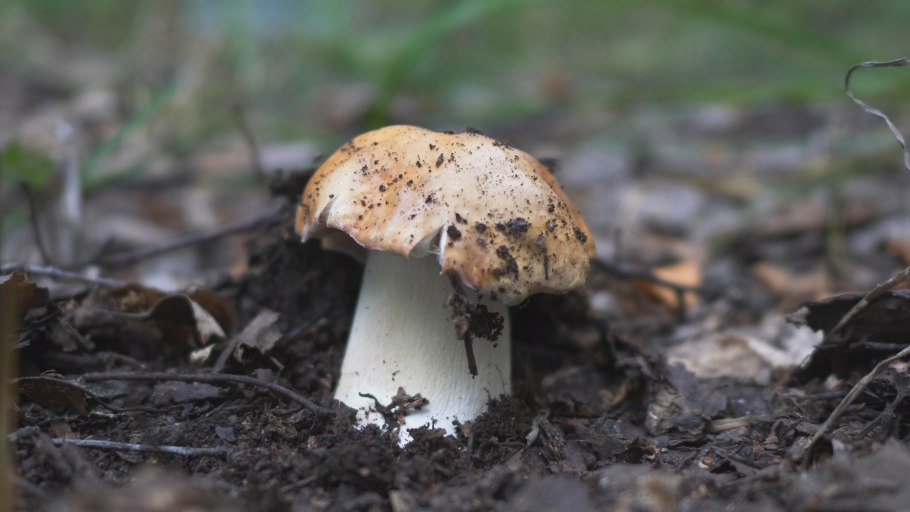 Слезы грибника грибы