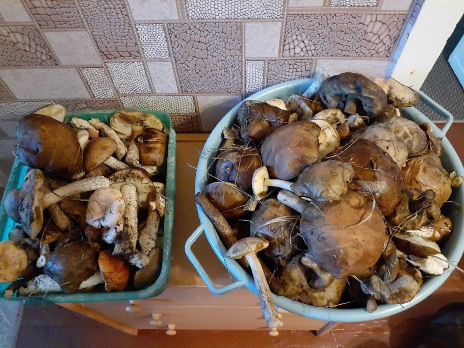 Грибы в Омске