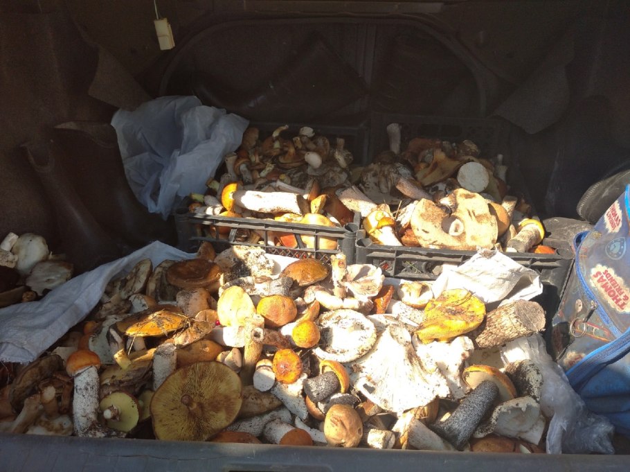 Самые грибные места в Омской области