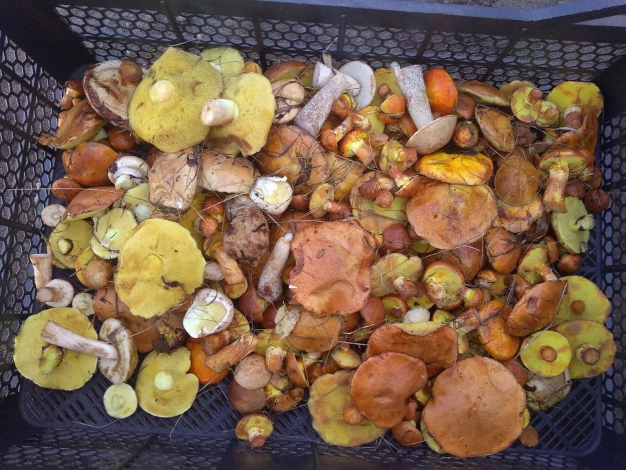 Грибы в Омске