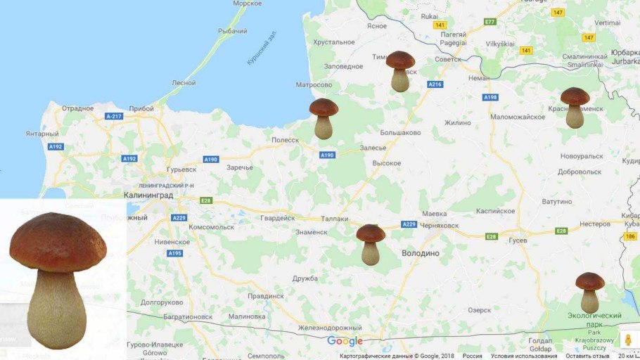 Карта грибов Московской области