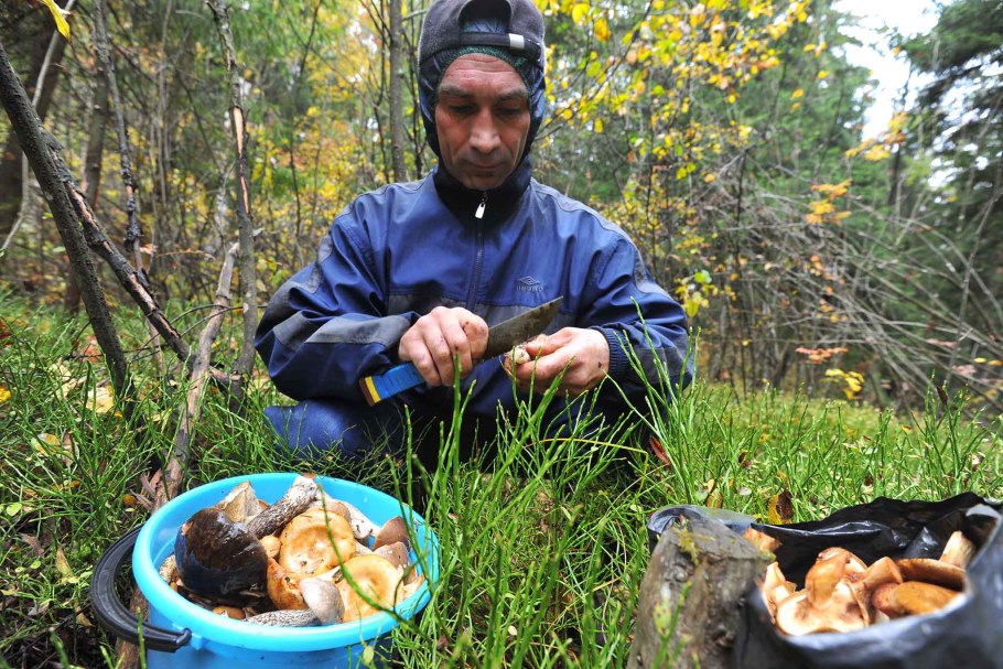 Грибные места