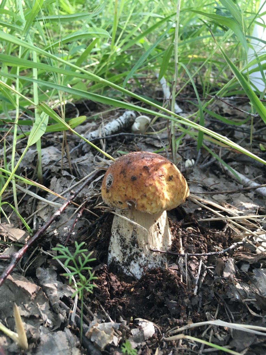 Грибной сезон