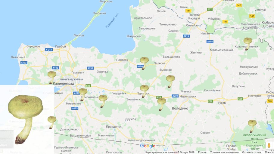 Карта грибных мест