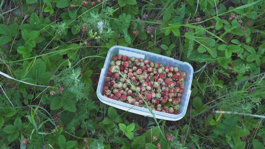 Опята в Сосновом лесу