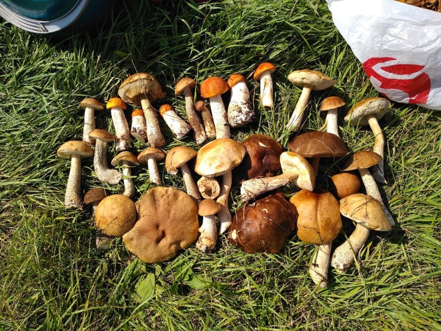 Грибные места в Подмосковье 2021