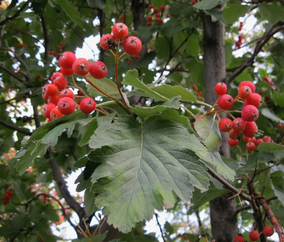 Боярышник Арнольда Crataegus arnoldiana
