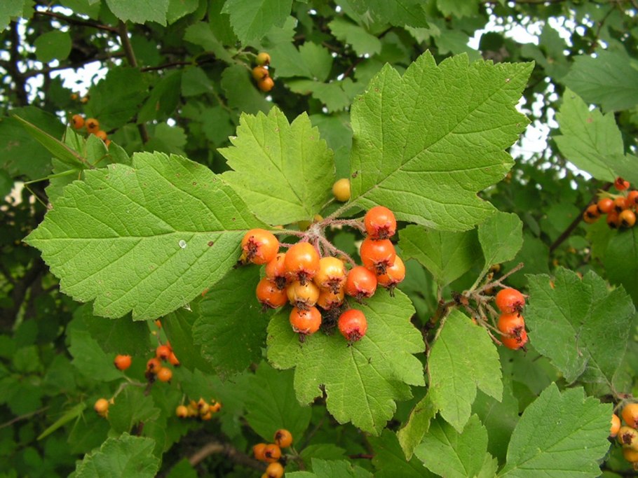 Боярышник Максимовича (Crataegus maximowiczii)