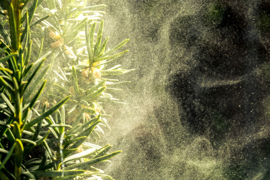 Загрязнение воздуха пыльцой растен