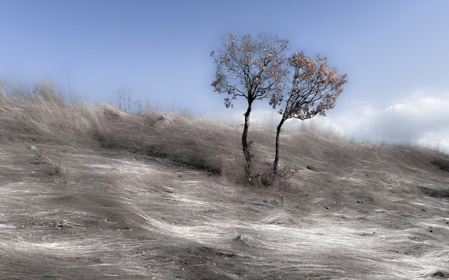 Ива плакучая розовая