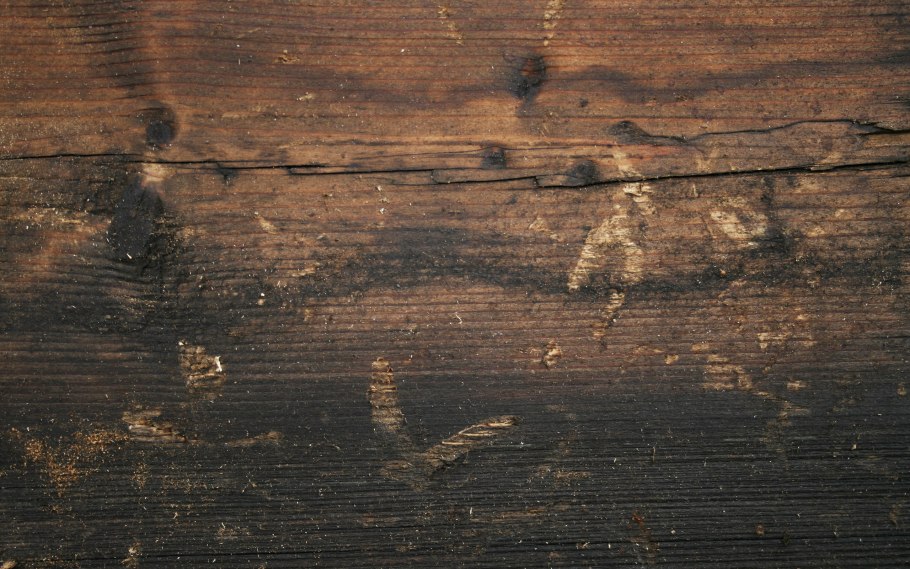 Высохшие деревья