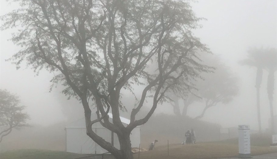 Одинокое дерево в тумане