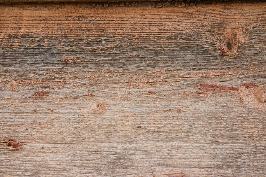 Жук древоточец шашель