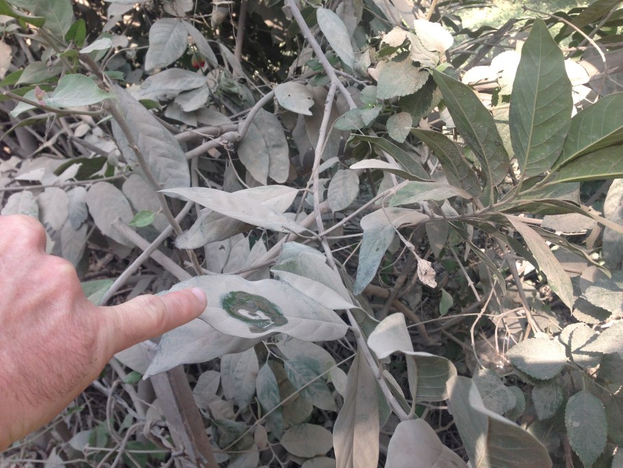 Сильный ветер деревья