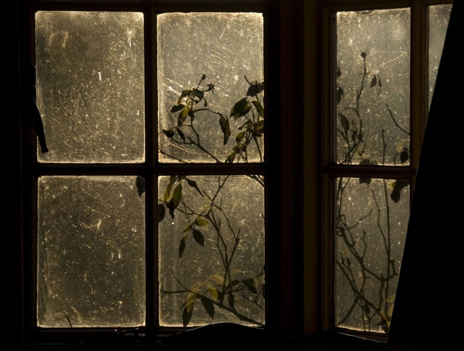 Текстура необработанного дерева