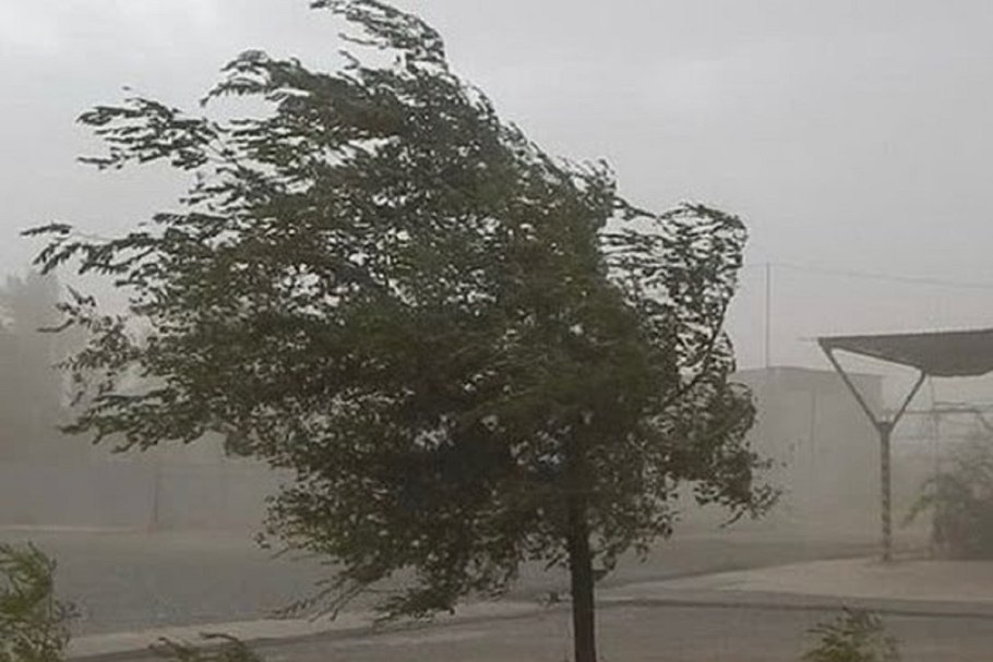 Шпон карагач