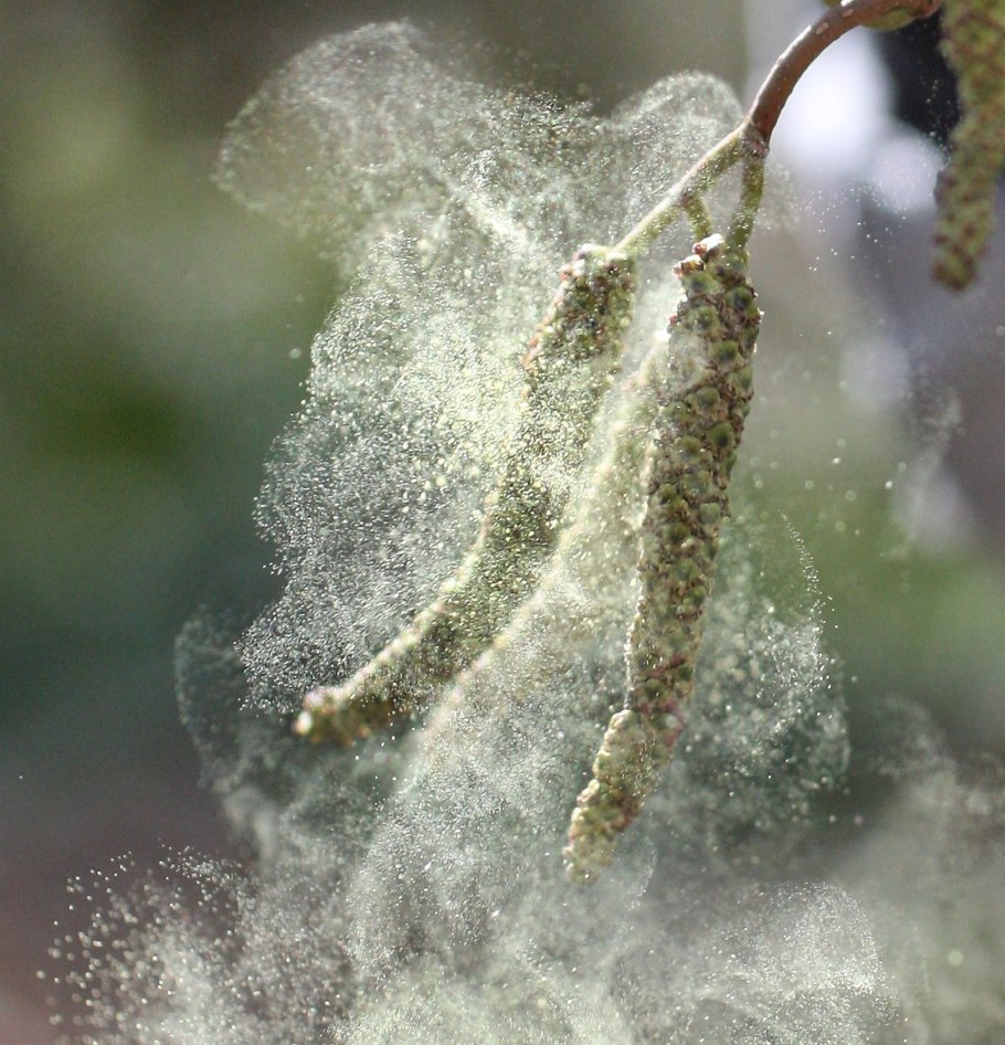 Пыльца деревьев