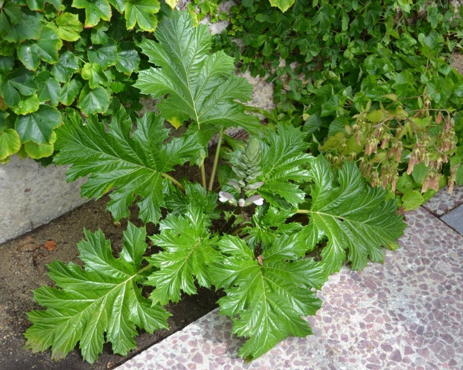 Аканф растение