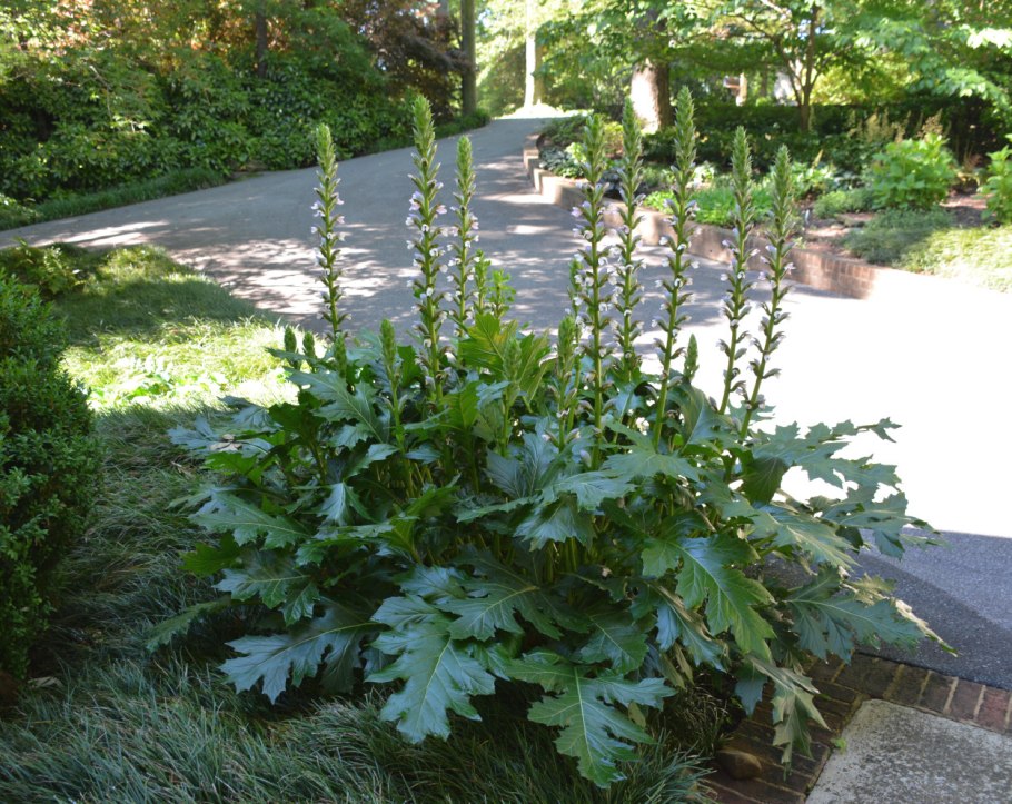 Акант Моллис растение