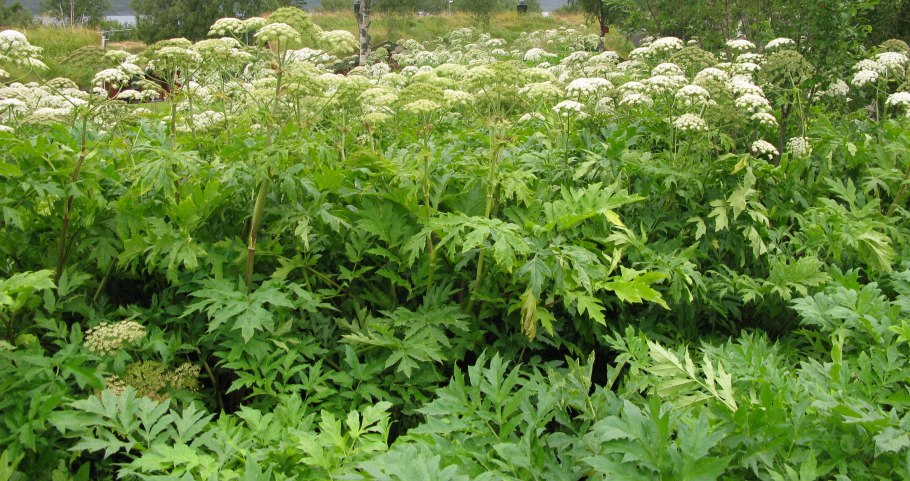 Акант медвежья лапа