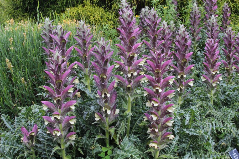 Акант растение медвежья лапа