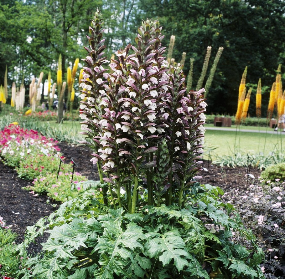 Суккулент Котиледон томентоза