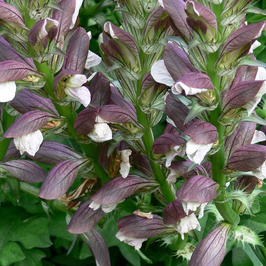 Acanthus mollis