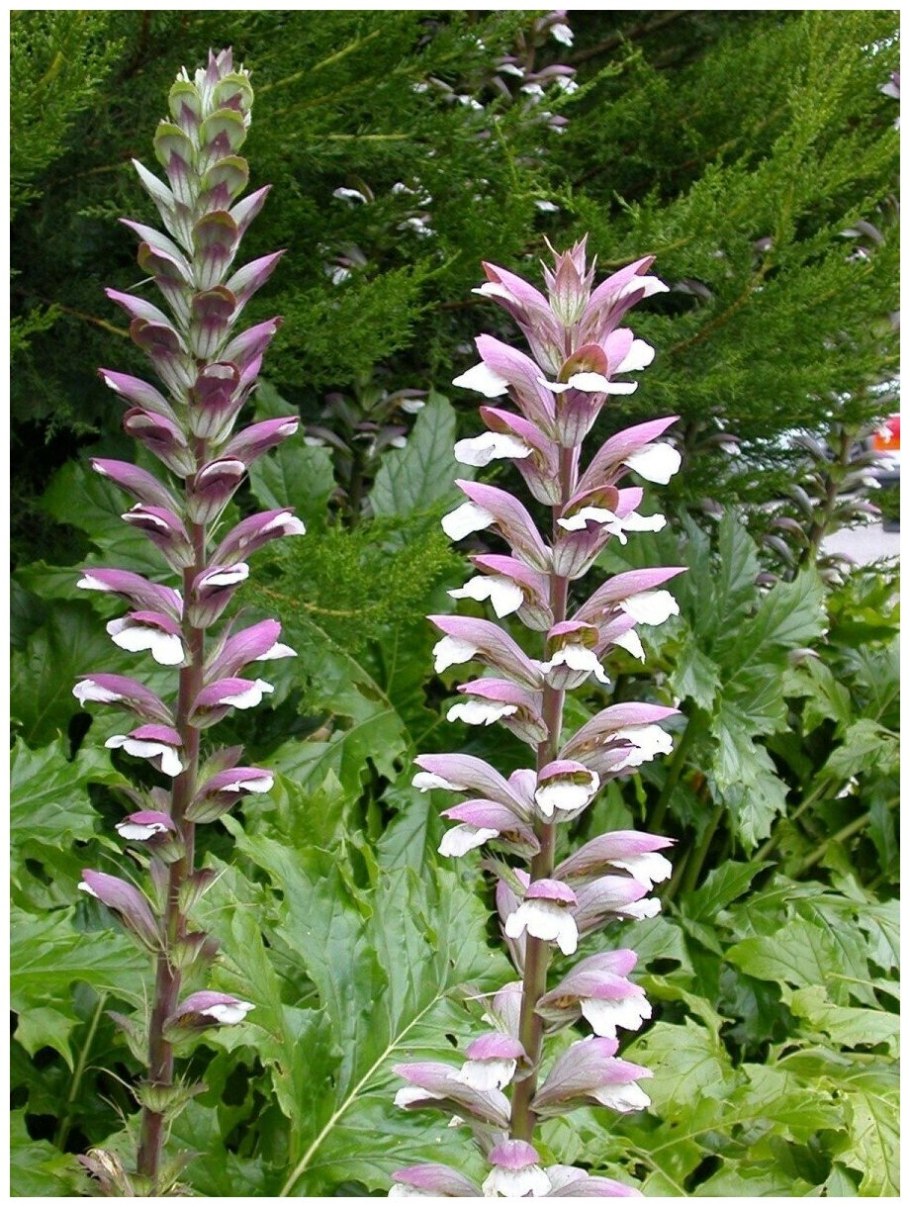 Акант Моллис (медвежья лапа)