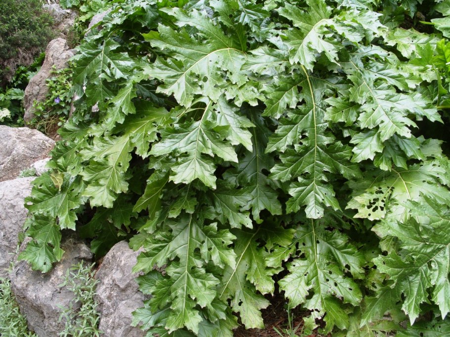 Котиледон Медвежьи лапки