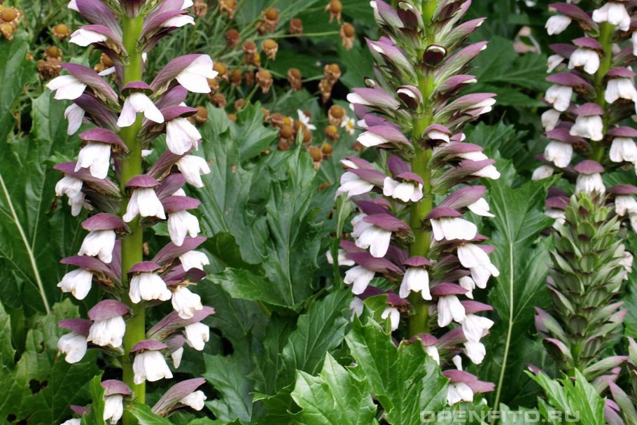 Акант (Acanthus)