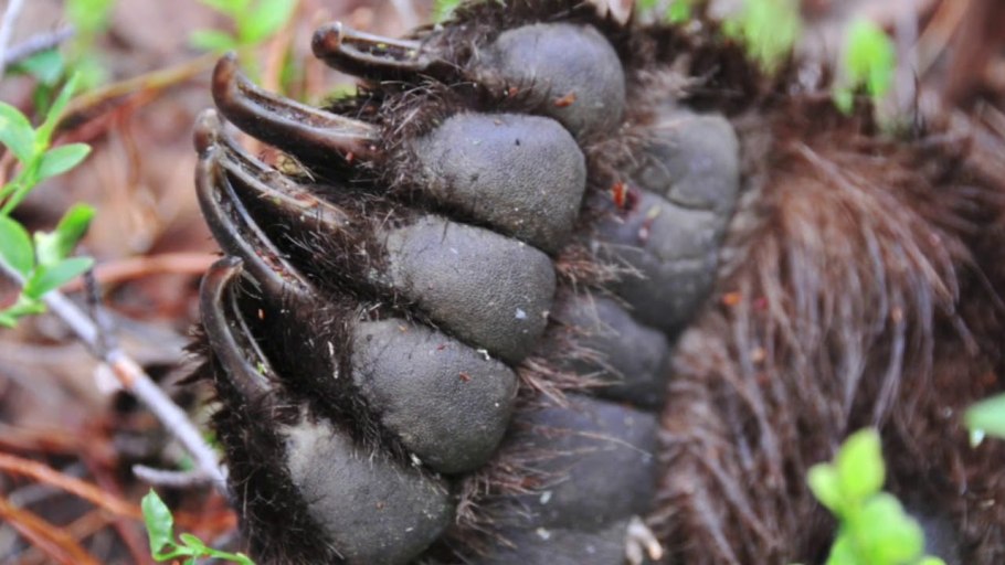 Котиледон томентоза Вариегата