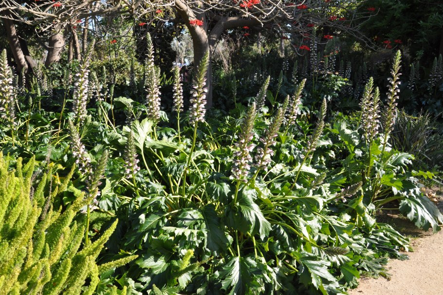 Акант Моллис