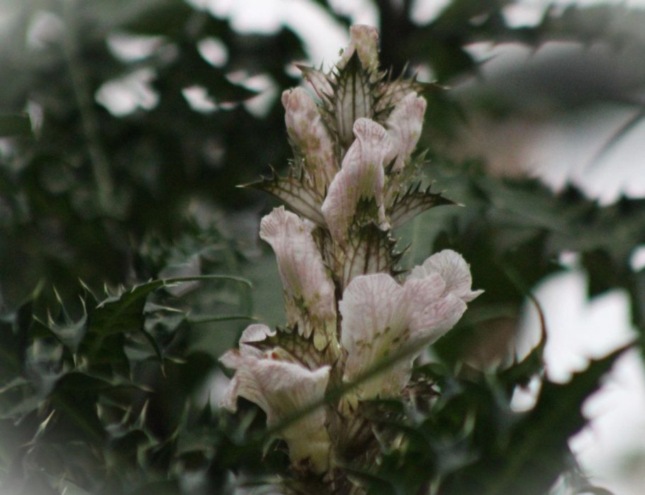 Суккулент Котиледон томентоза