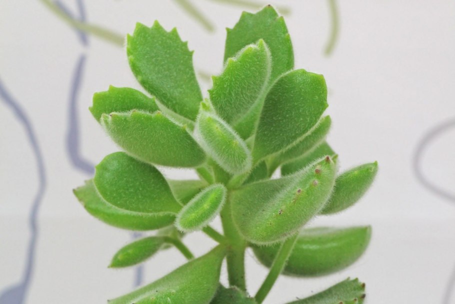 Рогатик Оленьи рожки