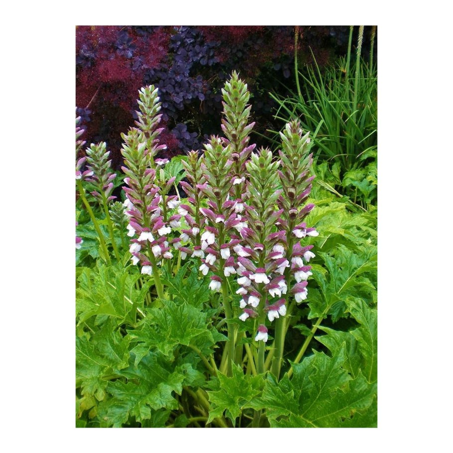 Суккулент Медвежьи лапки