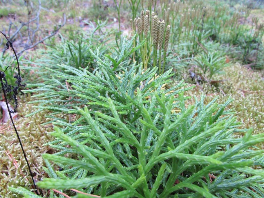 Ликоподий (плаун булавовидный)