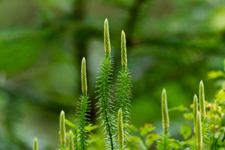 Плаун булавовидный (Lycopodium clavatum)