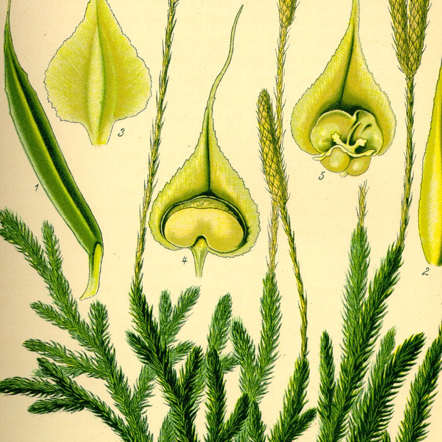 Дифазиаструм сплюснутый