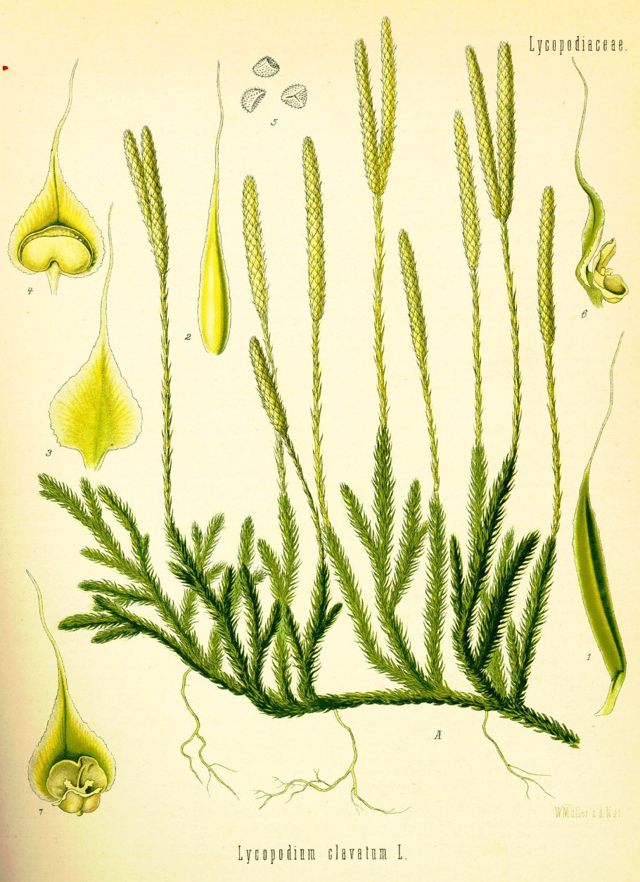 Плауны каменистых пустынь