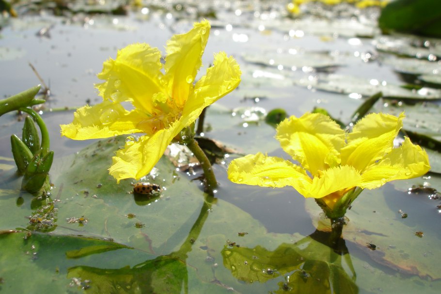 Lythrum tribracteatum Salzm. – Дербенник трехприцветниковый