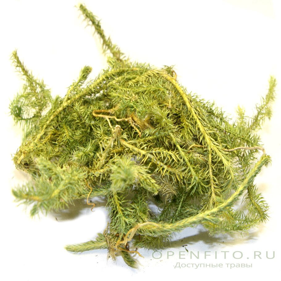 Хоботковая растение