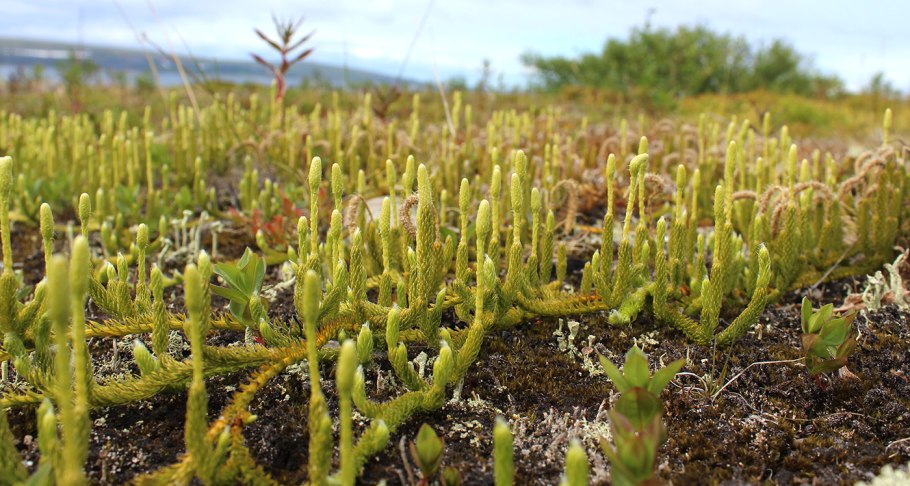 Плаун годичный (Lycopodium annotinum)