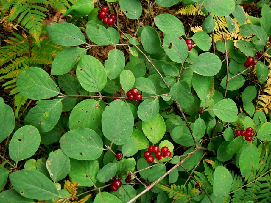 Жимолость Лесная-Lonicera xylosteum