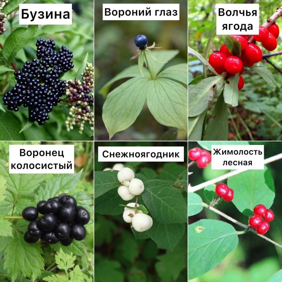 Ядовитые ягоды в лесу