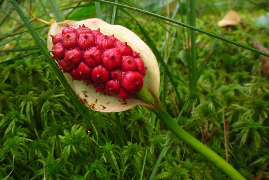 Крушина слабительная (Rhamnus cathartica)