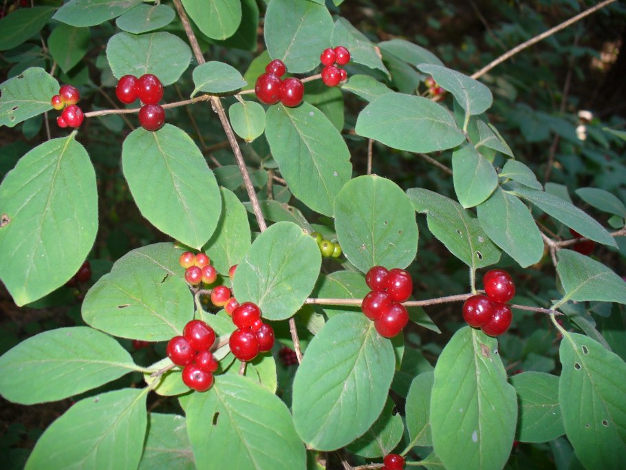 Жимолость обыкновенная (Lonicera xylosteum)