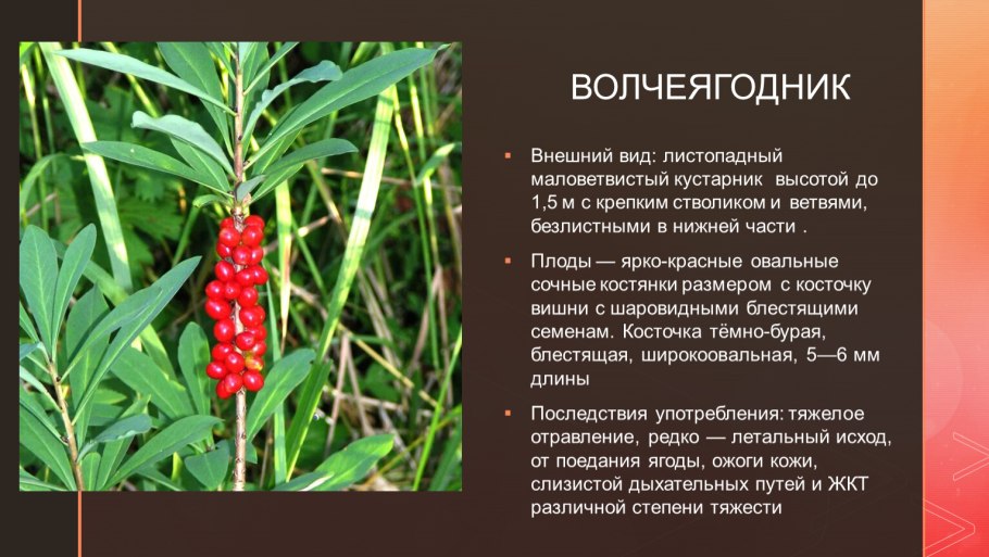 Растение Вороний глаз четырёхлистный