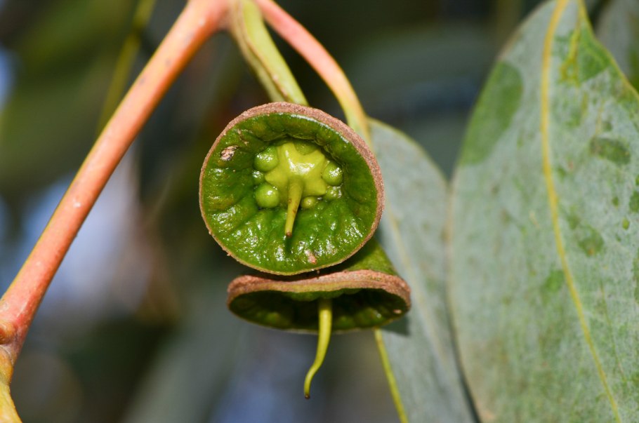 Плод эвкалипта прутовидного